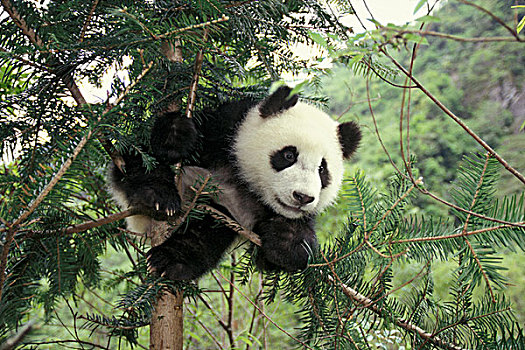 大熊猫,幼兽,卧龙,四川,中国