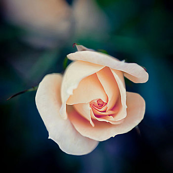 一个,粉红玫瑰,暗色,自然背景,浅