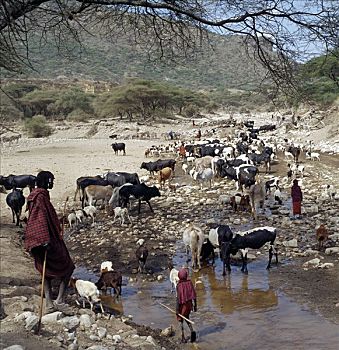 马萨伊人,牲畜,浇水,季节,河,山峦,坦桑尼亚北部