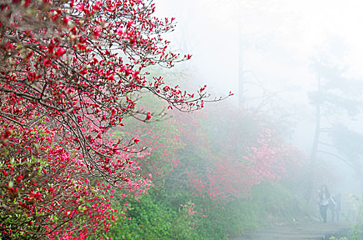 麻城杜鹃花