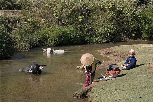 缅甸,女人,洗,衣服,婴儿,水牛,河