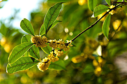 桂花