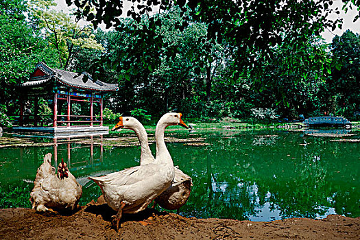 两只鹅和一只鸡在绿树成荫的湖边休息