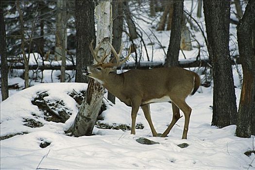 白尾鹿,大,公鹿,嘴唇,卷曲,冬天,树林,嗅,雌性,五月