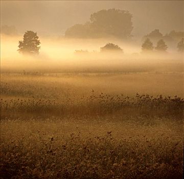 晨雾,湿地,上巴伐利亚,德国