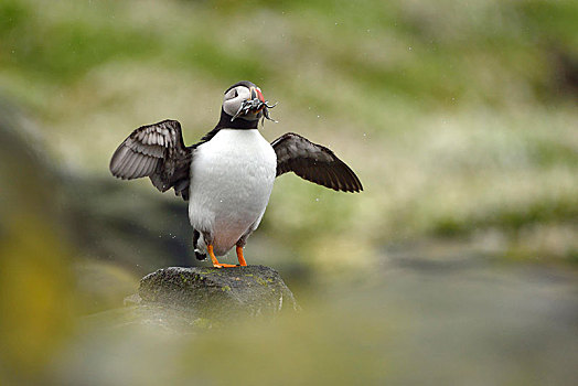 角嘴海雀,北极,捕获,鱼,鸟嘴,五月岛,苏格兰,英国