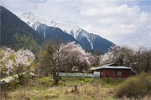 春满岗村