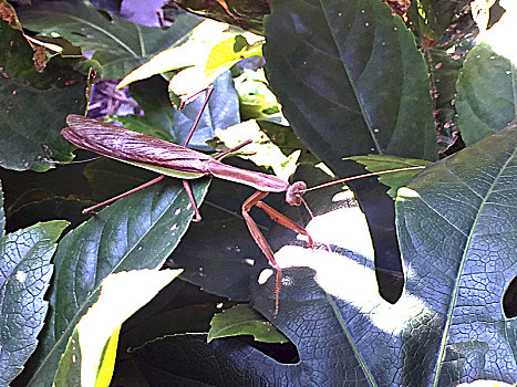 户外阳光下,绿叶丛中的,一只螳螂
