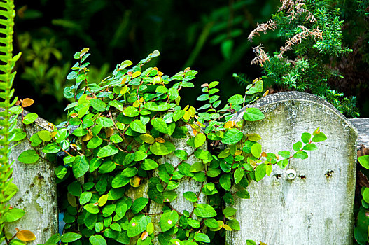 花园里的矮墙爬满了翠绿清新的爬墙虎