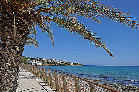 棕榈树,散步场所,克里特岛,希腊,欧洲