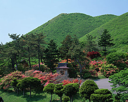 杜鹃花,公园