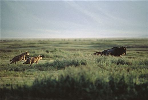 斑鬣狗,一对,追逐,蓝角马,角马,塞伦盖蒂
