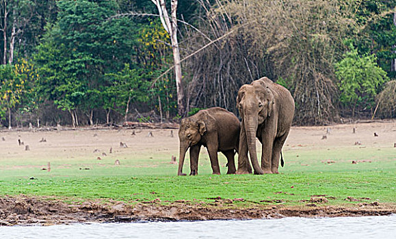 亚洲象,印度象,象属,雄性,水库,国家公园,印度,亚洲