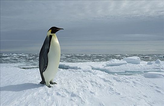 帝企鹅,肖像,迅速,冰,边缘,公主,海岸,威德尔海,南极