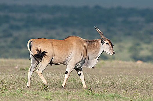 大羚羊,牧场,肯尼亚