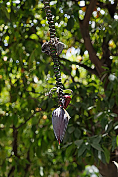 花序,香蕉树