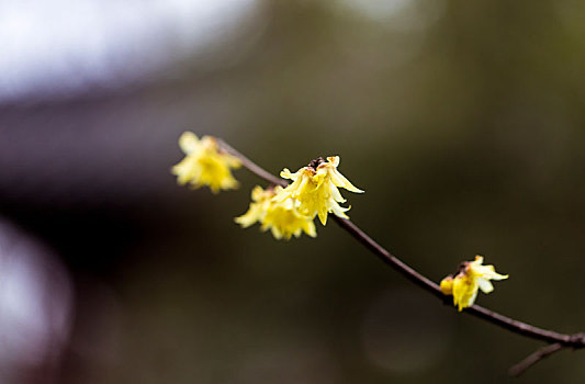 梅花