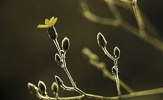 特写,花,芽