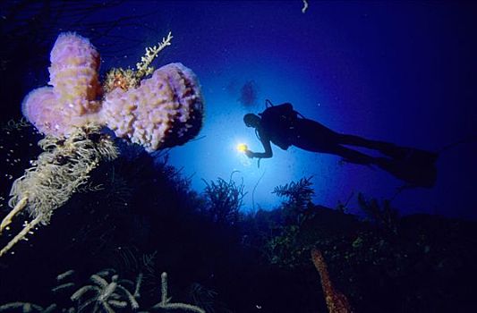 潜水,珊瑚礁,海绵