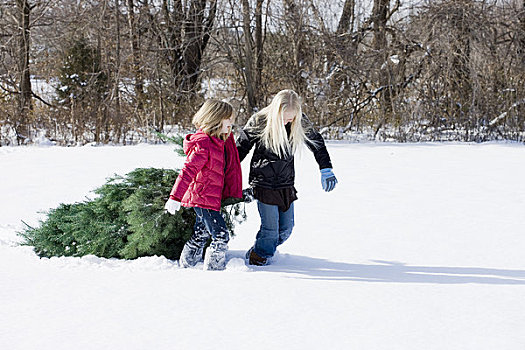 女孩,拉拽,圣诞树,雪