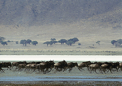 非洲,坦桑尼亚,牧群,蓝色,角马,跑,泥,大草原