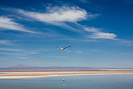 飞鸟,上方,湖,佩特罗,阿塔卡马沙漠,智利
