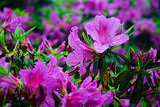 杜鹃花开