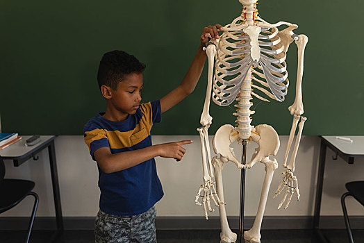 正面,男生,解释,人体骨骼,模型,教室