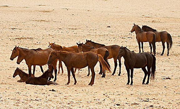 纳米比亚,野马,纳米布沙漠