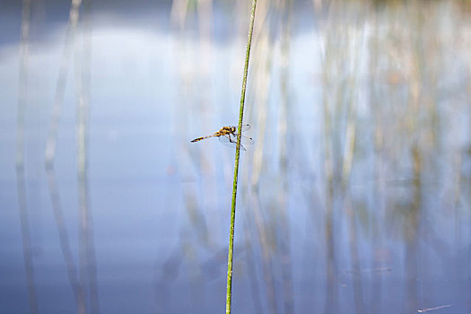 蜻蜓,陆地,湖