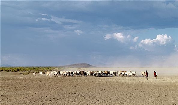 牛,干燥,尘土,放牧,地面,奥莫河,一个,部落,人,生活方式,埃塞俄比亚西南部,形态,局部