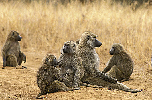 东非狒狒,群,马赛马拉,公园,肯尼亚