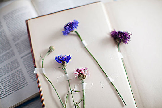 花,书本