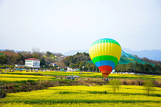 黄色的,油菜花田