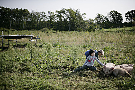 猪,男孩,农场