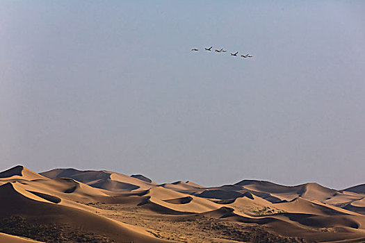 天鹅飞越腾格里沙漠