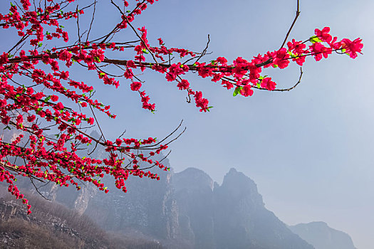 云台山桃花生态自然景观