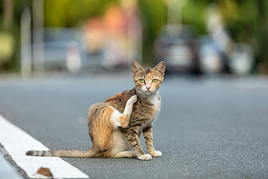 后院花园里玩耍的可爱猫眯