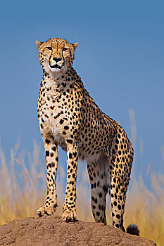 猎豹,猎豹猎豹,成人,寻找猎物,从,白蚁土墩,马赛玛拉国家保护区,肯尼亚,非洲