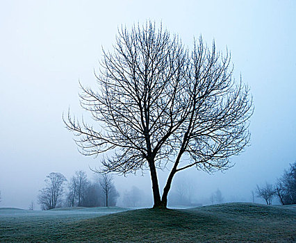 晨雾,树,月亮湖地区,区域,萨尔茨卡莫古特,上奥地利州,奥地利,欧洲