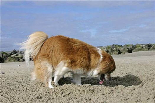 杂交品种,狗,挖,海滩