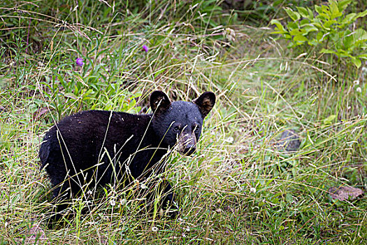 黑熊,美洲黑熊,幼兽,小路,公路,跑,布雷顿角,国家公园,新斯科舍省