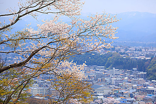 樱花,山,石川,日本