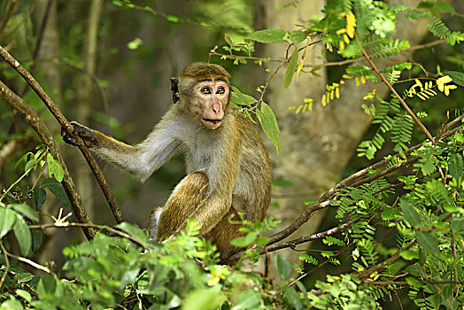 无边帽,短尾猿,弥猴属,坐,树,国家公园,斯里兰卡,亚洲