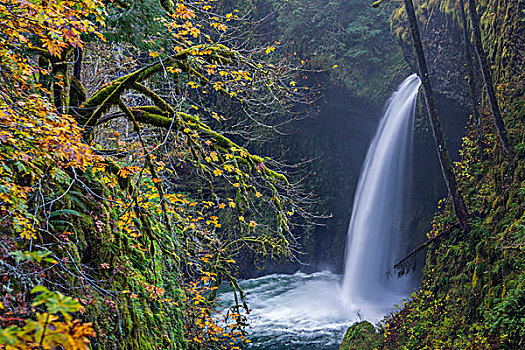美国,俄勒冈,秋天,秋色,雾气,瀑布,鹰,溪流,哥伦比亚峡谷