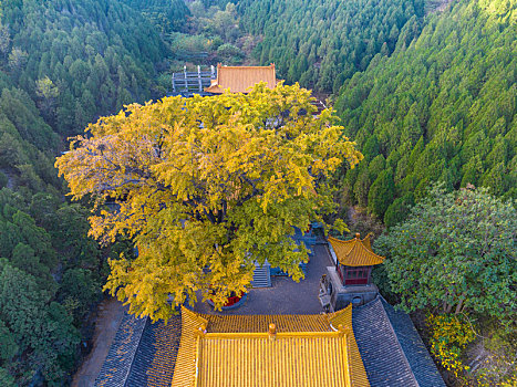 济南淌豆寺千年银杏