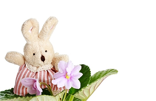 玩具,小,母鹿,兔子,紫罗兰,花,白色背景