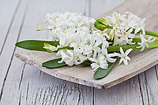 风信子,白色,春花,花,木碗