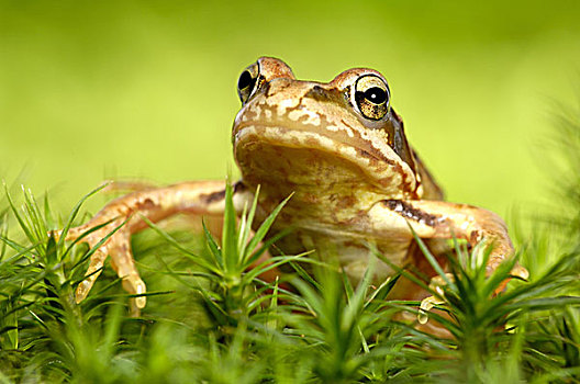 草,青蛙,中国林蛙,头像,动物,自然,野生动物,两栖动物,苔藓,植物,栖息地,绿色