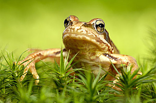 草,青蛙,中國林蛙,頭像,動物,自然,野生動物,兩棲動物,苔蘚,植物,棲息地,綠色
